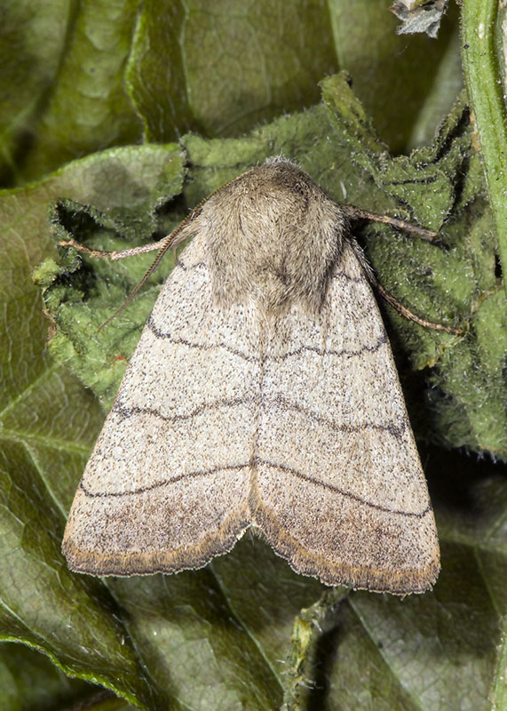 Charanyca (Charanyca) trigrammica, Noctuidae